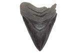 Huge, Fossil Megalodon Tooth - South Carolina #221721-1